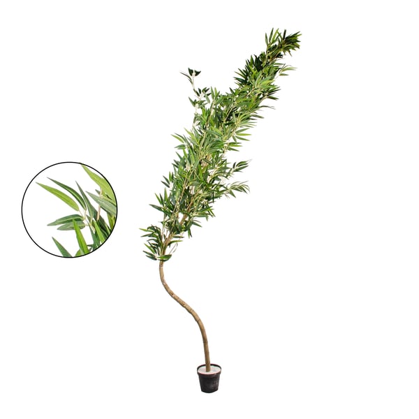 ÁRVORE BAMBU MOSSO 2,42 M COM VASO