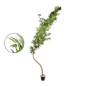 ÁRVORE BAMBU MOSSO 2,42 M COM VASO