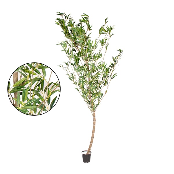 ÁRVORE BAMBU MOSSO 2,80 M COM VASO