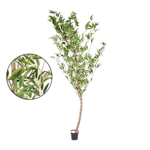 ÁRVORE BAMBU MOSSO 2,80 M COM VASO