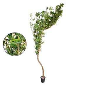 ÁRVORE BAMBU MOSSO 2,70 M COM VASO