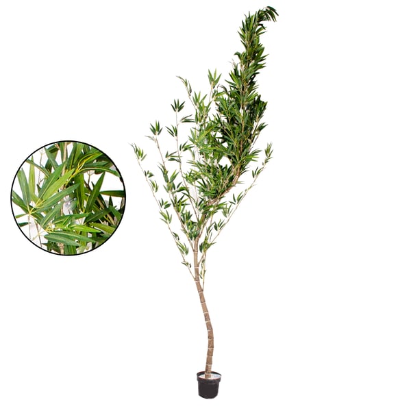 ÁRVORE BAMBU MOSSO 2,90 M COM VASO