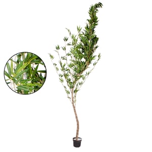 ÁRVORE BAMBU MOSSO 2,90 M COM VASO