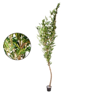 ÁRVORE BAMBU MOSSO 3,10 M COM VASO