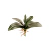 FOLHA ORQUÍDEA X5 20 CM COM RAÍZ