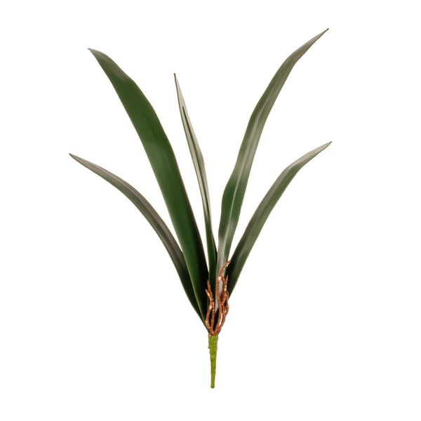 FOLHA ORQUÍDEA CYMBIDIUM X5 50 CM COM RAÍZ
