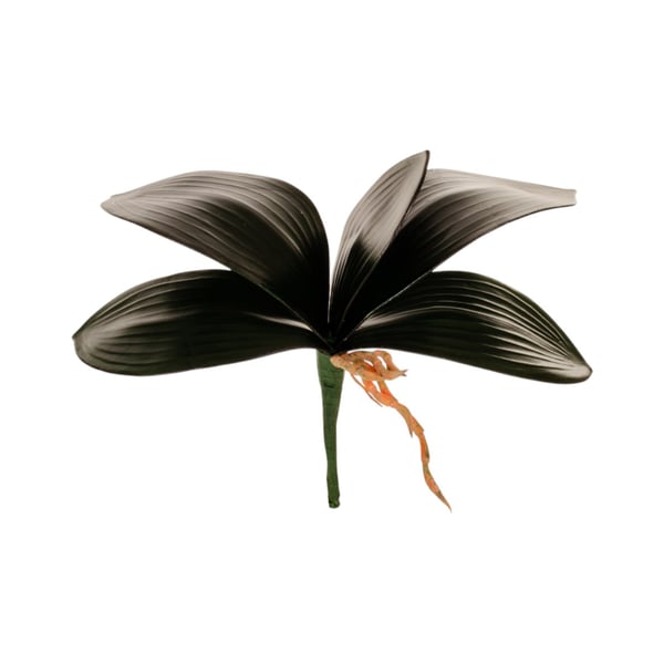 FOLHA ORQUÍDEA FALENÓPOLIS X5 27 CM COM RAÍZ