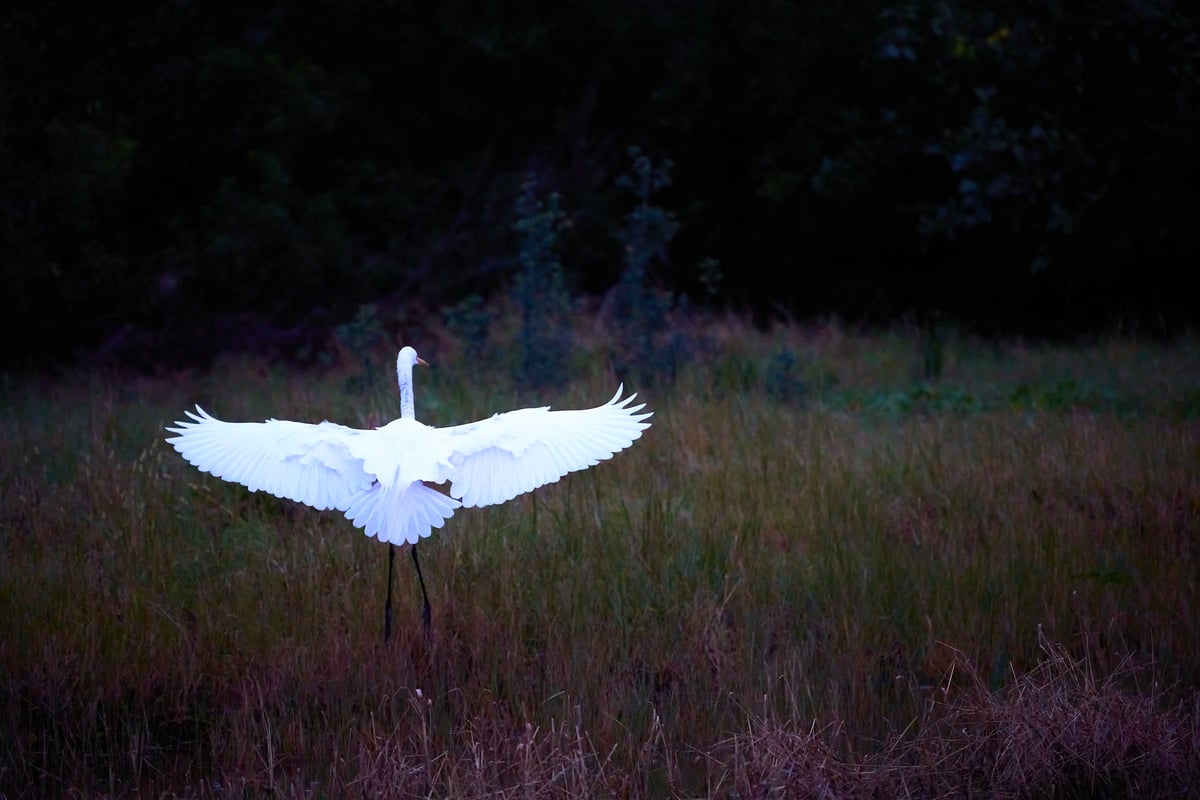 A great egret descending into a Cape Cod marsh at dusk with wings fully spread against dark foliage