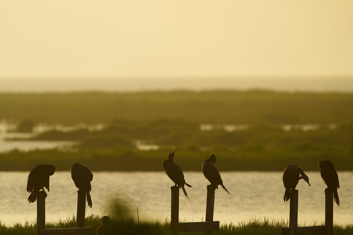 Six cormorants are silhouetted against a golden sunrise while perched on wooden posts in a wetland marsh.