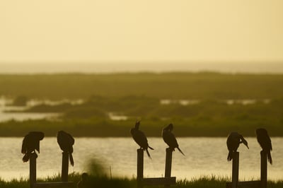 Six cormorants are silhouetted against a golden sunrise while perched on wooden posts in a wetland marsh.