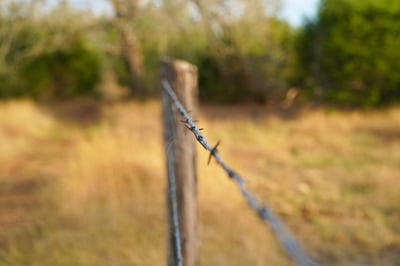 A close-up of a single barb on a wire fence attached to a weathered wooden post in a sunlit, blurred field.