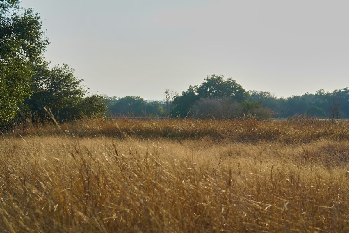 A field of tall, dry golden grass stretches toward a distant line of trees under a pale, hazy sky.