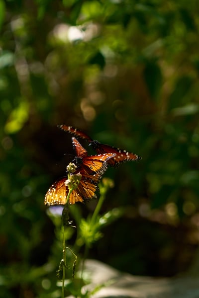 Butterflies and Wildflowers