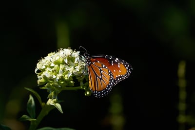 A Queen butterfly with orange and black wings perches on a cluster of white flowers against a dark, out-of-focus background.
