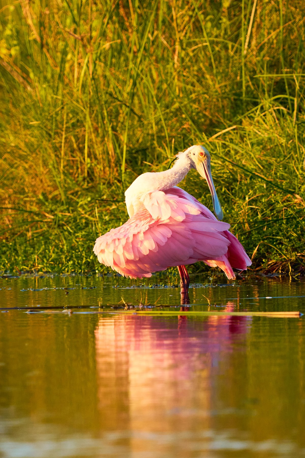 A pink roseate spoonbill stands in shallow water with its wings partially spread against a backdrop of tall grass in warm golden light.