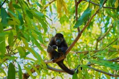 A dark-furred howler monkey sits on a tree branch amidst lush green leaves, holding and eating a piece of yellow fruit while looking at the camera.
