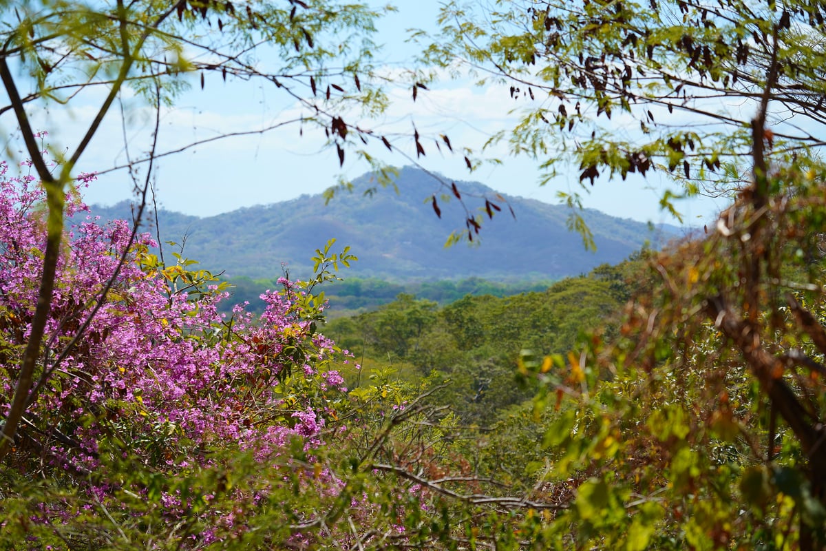 A view of a blue mountain in the distance framed by vibrant pink flowers and green tropical foliage in the foreground.