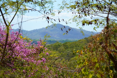 A view of a blue mountain in the distance framed by vibrant pink flowers and green tropical foliage in the foreground.