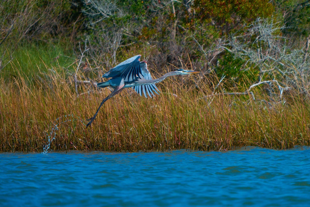 A Great Blue Heron takes flight over blue water, wings extended and legs trailing, with water splashing behind it against a backdrop of golden marsh grass.