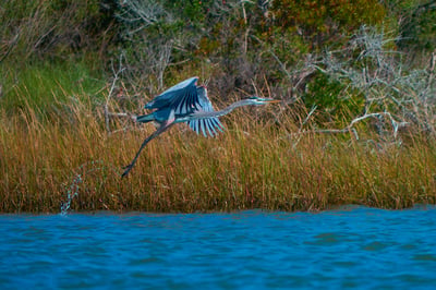 Ascent from the Marsh