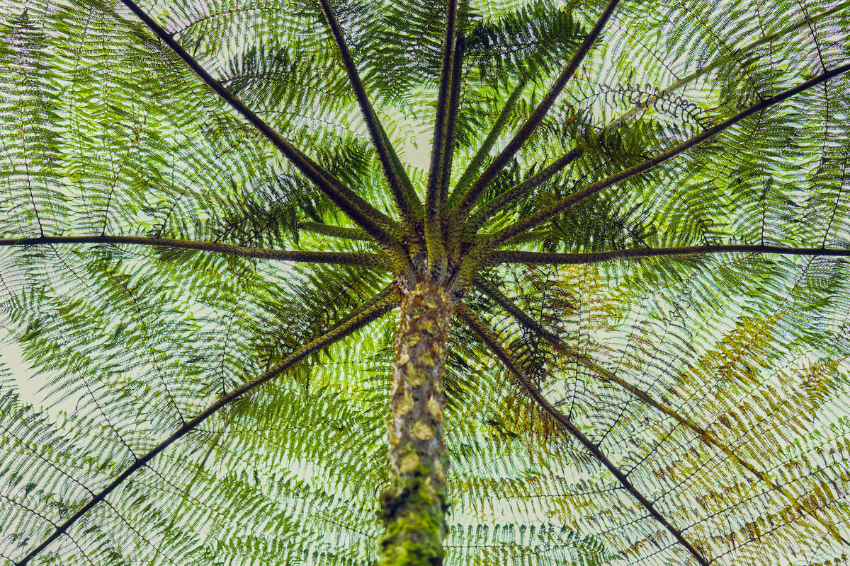 A low-angle perspective looking up at the trunk and radiating fronds of a tree fern against a bright sky.