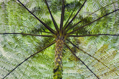 A low-angle perspective looking up at the trunk and radiating fronds of a tree fern against a bright sky.