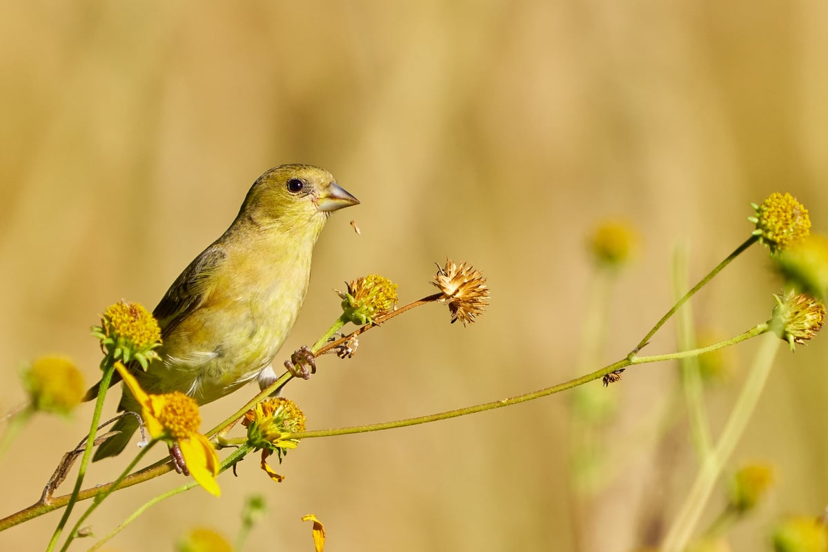 A Lesser Goldfinch perches on a flowering plant stem against a blurred golden background in bright sunlight.