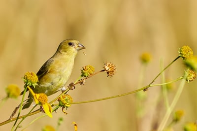 A Lesser Goldfinch perches on a flowering plant stem against a blurred golden background in bright sunlight.
