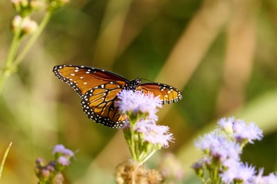 A Queen butterfly with orange and black wings rests on a cluster of light purple mistflowers in bright sunlight against a blurred green background.