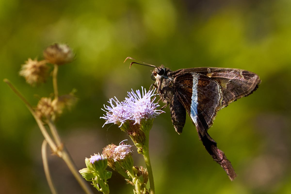 A long-tailed skipper butterfly with a blue iridescent band on its dark wings rests on a light purple wildflower against a blurred green background.