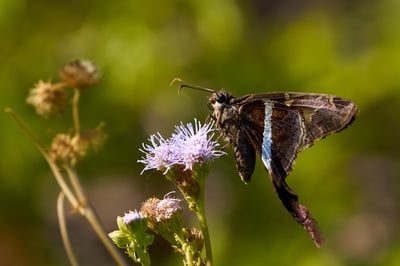 Azure Wing Skipper