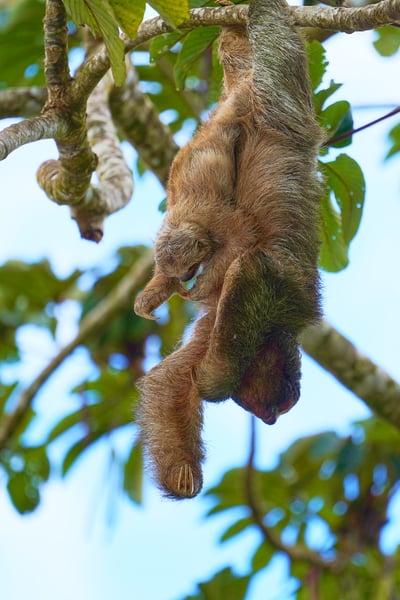 A brown sloth hangs upside down from a tree branch against a backdrop of green leaves and a pale blue sky in bright daylight.
