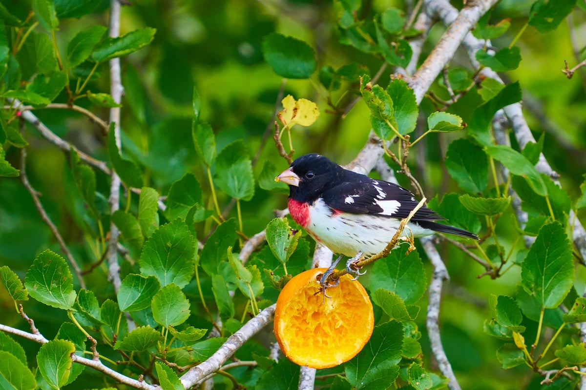 A male Rose-breasted Grosbeak with a black head and red chest patch perches on a branch above a hollowed-out orange half in a leafy green tree.