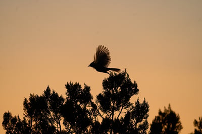 A silhouetted bird with spread wings takes flight from a tree against a warm orange sunset sky.