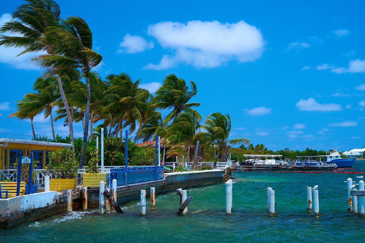 Tall palm trees sway in the wind beside a yellow waterfront building and a blue railing overlooking turquoise harbor water with boats in the distance.