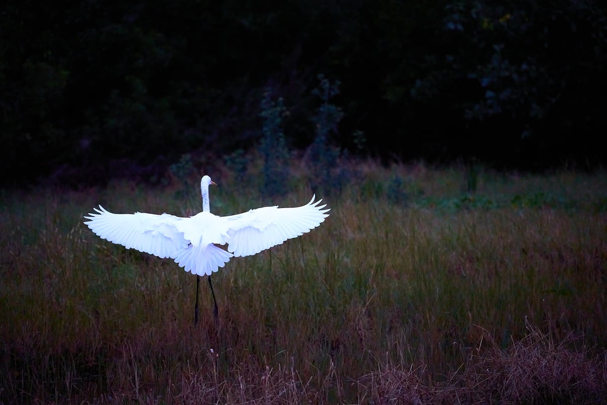 A white egret lands in a dark grassy field with its wings fully extended against a backdrop of dark trees at twilight.