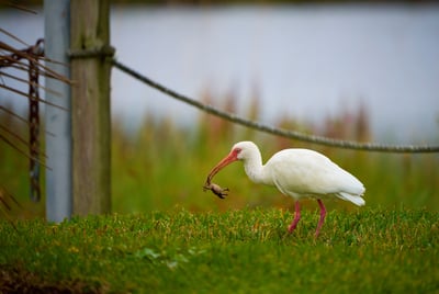 The Morning Catch