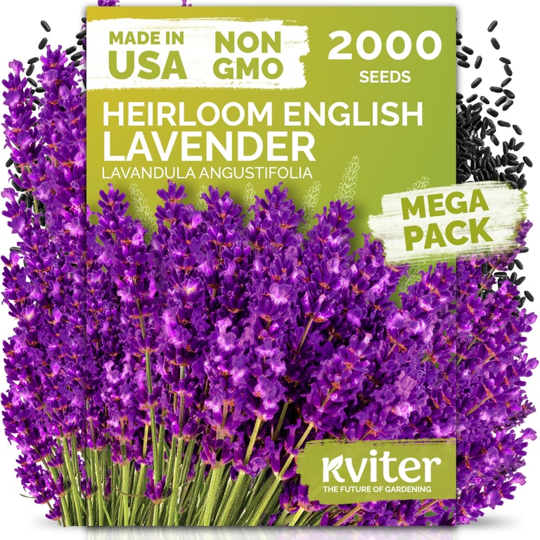 KVITER English Lavender Seeds