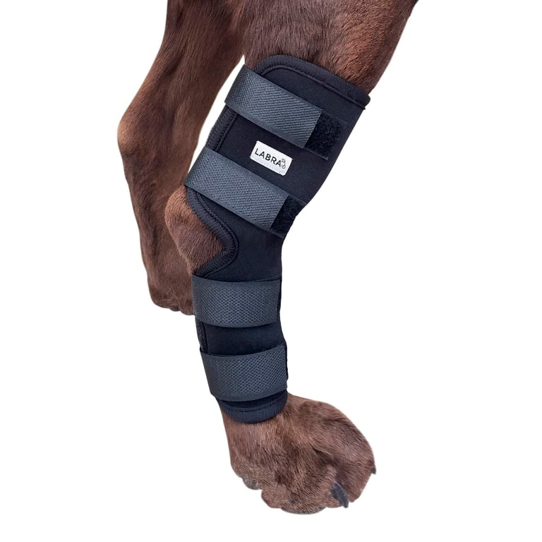 Labra Rear Leg Dog Brace
