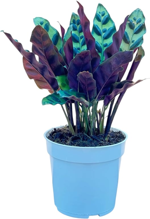 Rattlesnake Calathea Plant