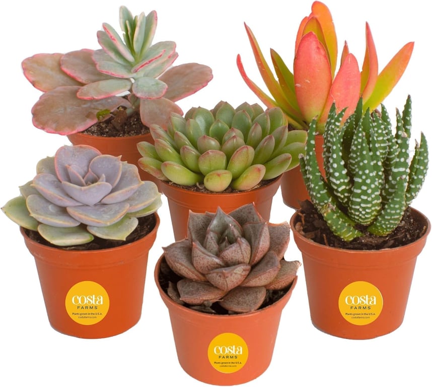 Costa Farms Mini Succulent Pack