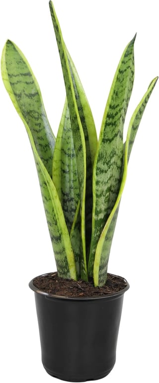 Altman Plants Snake Plant 4-Inch