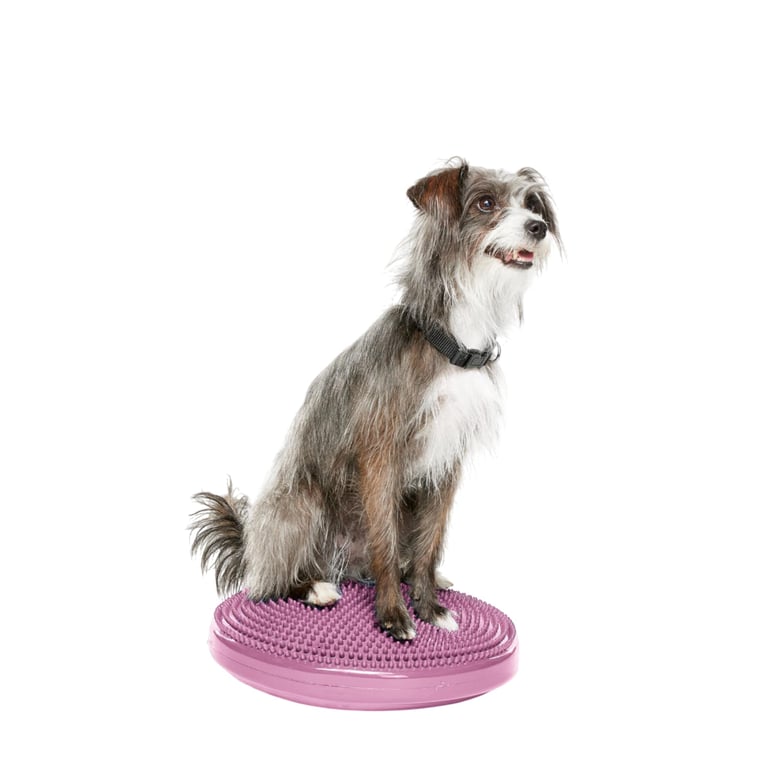 FitPAWS Dog Balance Disc