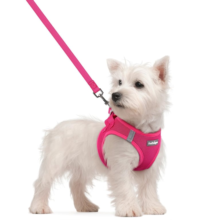 rabbitgoo Small Dog Harness & Leash Set