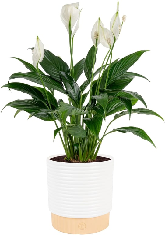 Costa Farms Peace Lily