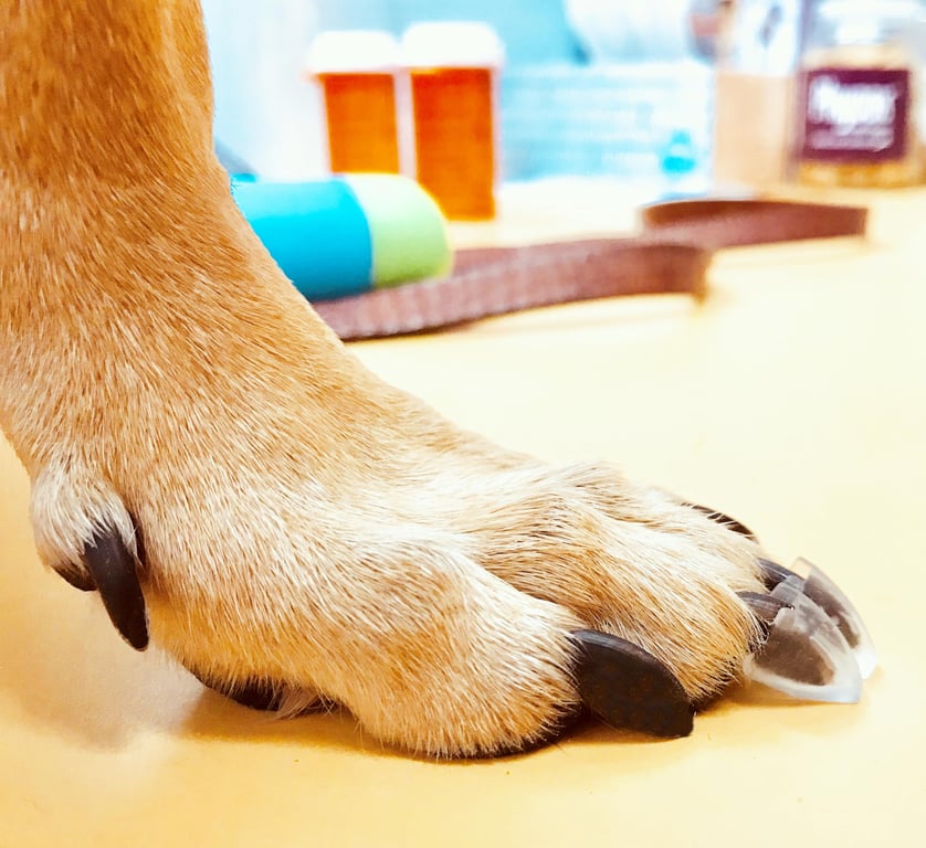 Dr. McHenry's Dog Toe Treads