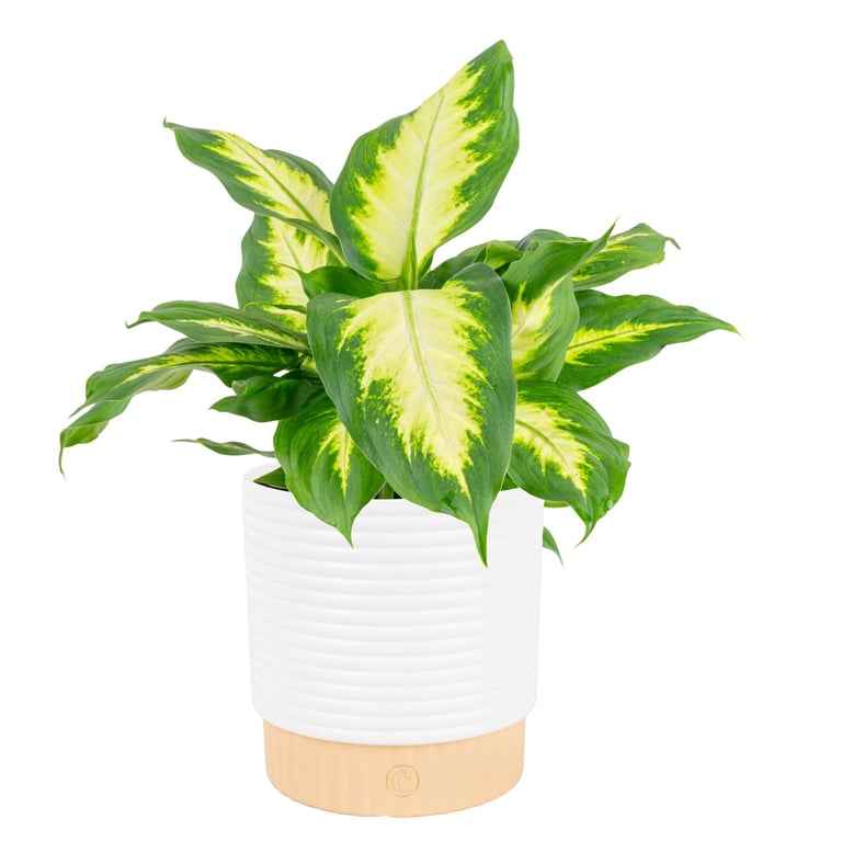 Costa Farms Dieffenbachia