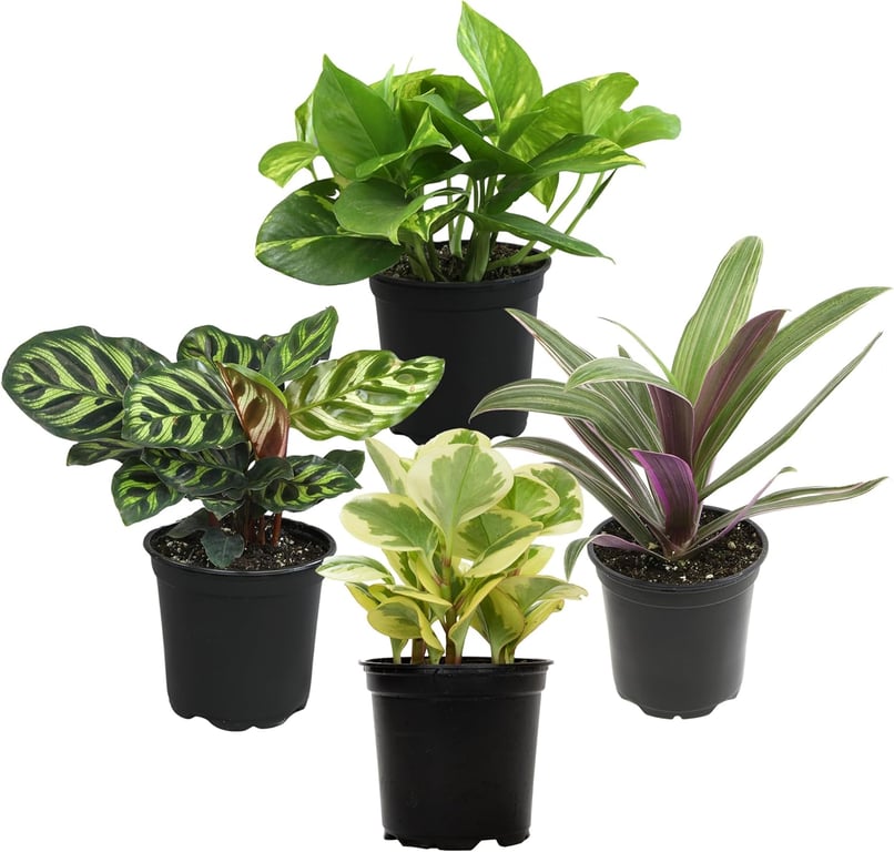 Plants for Pets Houseplant 4-Pack