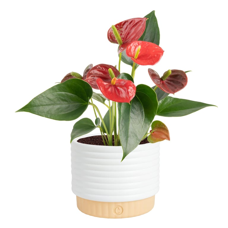 Costa Farms Anthurium