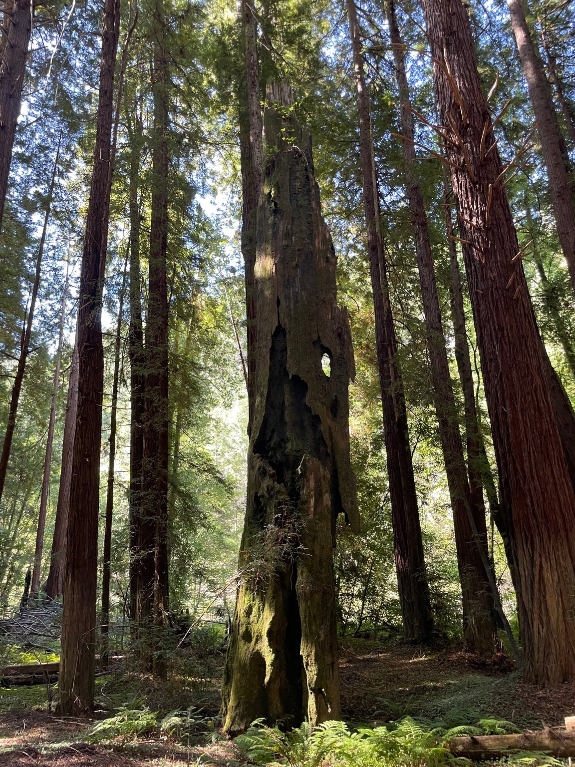 Iconic, old Redwood trunk